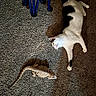cat, bearded_dragon, lizard, carpet, indoor, animal, pet, reptile, feline, stretching, texture, blue_chair_legs, light, shadow, curious, closeup, floor, resting, companion, cozy