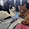 Cooper joined the competition — help win amazing prizes! cat, cats, black_and_white_cat, ginger_cat, pet, indoor, blanket, tapestry, relaxed, feline, animal, cute, cozy, resting, lying_down, whiskers, ears, paw, portrait, companion