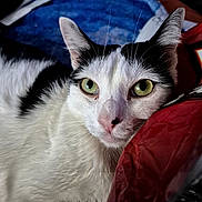 Cooper joined the competition — help win amazing prizes! cat, close_up, black_and_white, green_eyes, fur, whiskers, pet, animal, resting, face, ears, indoor, curious, looking, portrait, feline, domestic_cat, soft_texture, red_object, blue_background