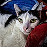 cat, close_up, black_and_white, green_eyes, fur, whiskers, pet, animal, resting, face, ears, indoor, curious, looking, portrait, feline, domestic_cat, soft_texture, red_object, blue_background