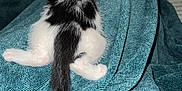 Levi is registered to the contest to win money with this photo: kitten, cat, black_and_white, tail, blanket, texture, fur, animal, pet, indoor, cute, sleeping, relaxing, soft, cozy, small, legs, resting, feline, domestic