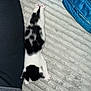 Levi joined the competition — help win amazing prizes! kitten, cat, black_and_white, stretching, carpet, textured_surface, blue_bag, indoor, pet, animal, sleeping, cozy, feline, tiny, cute, paw, fur, resting, home, soft