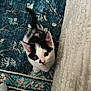 Levi joined the competition — help win amazing prizes! kitten, cat, black_and_white, pet, animal, cute, small, fur, whiskers, ears, floor, rug, patterned_rug, texture, indoor, looking_up, curious, feet, socks, cozy