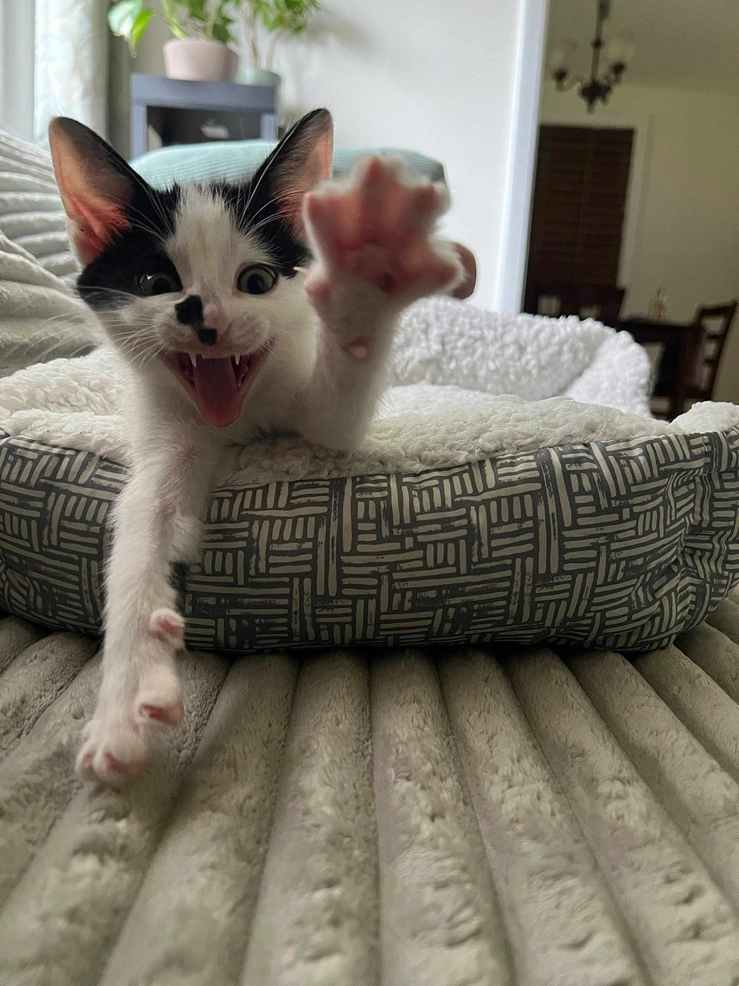 Levi is registered to the contest to win money with this photo: cat, kitten, black_and_white, pet_bed, paw, playful, indoor, feline, cute, animal, fur, whiskers, claws, bed, blanket, living_room, plant, furniture, wide_eyes, mouth_open