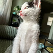 Levi joined the competition — help win amazing prizes! kitten, cat, white_fur, black_fur, indoor, pet, curious, closeup, paw, whiskers, window_light, cozy, furniture, home, soft_light, cute, animal, young, pink_nose, feline