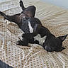 animal, bed, bedspread, black_dog, canine, comfortable, cozy, dog, domestic, ears, furniture, indoor, lying_down, patterned_bedspread, paw, pet, relaxed, resting, sleepy, white_chest_patch