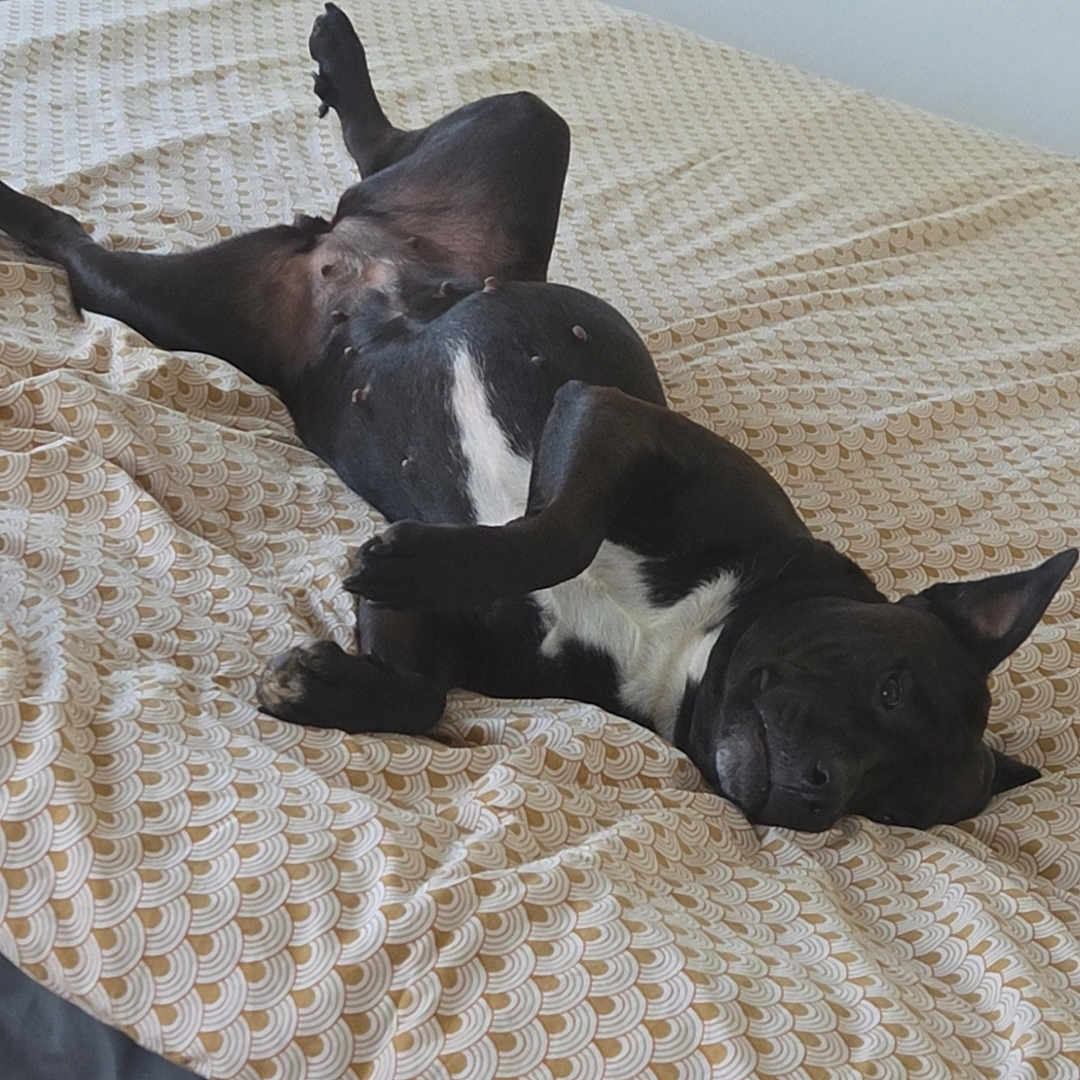 Maya