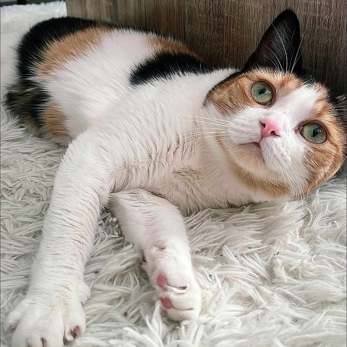 Moon a rejoint le concours — aidez-le/la à gagner de superbes lots ! animal, calico, cat, close_up, cozy, cute, domestic_animal, feline, fluffy_rug, fur, green_eyes, indoor, laying_down, paws, pet, pink_nose, relaxed, whiskers, white_rug, wooden_background