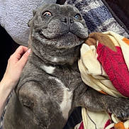 Stitch joined the competition — help win amazing prizes! dog, pet, smiling, blanket, pillow, hand, cozy, indoor, fur, cute, lying_down, playful, expression, animal, domestic, canine, comfort, relaxed, home, snuggle