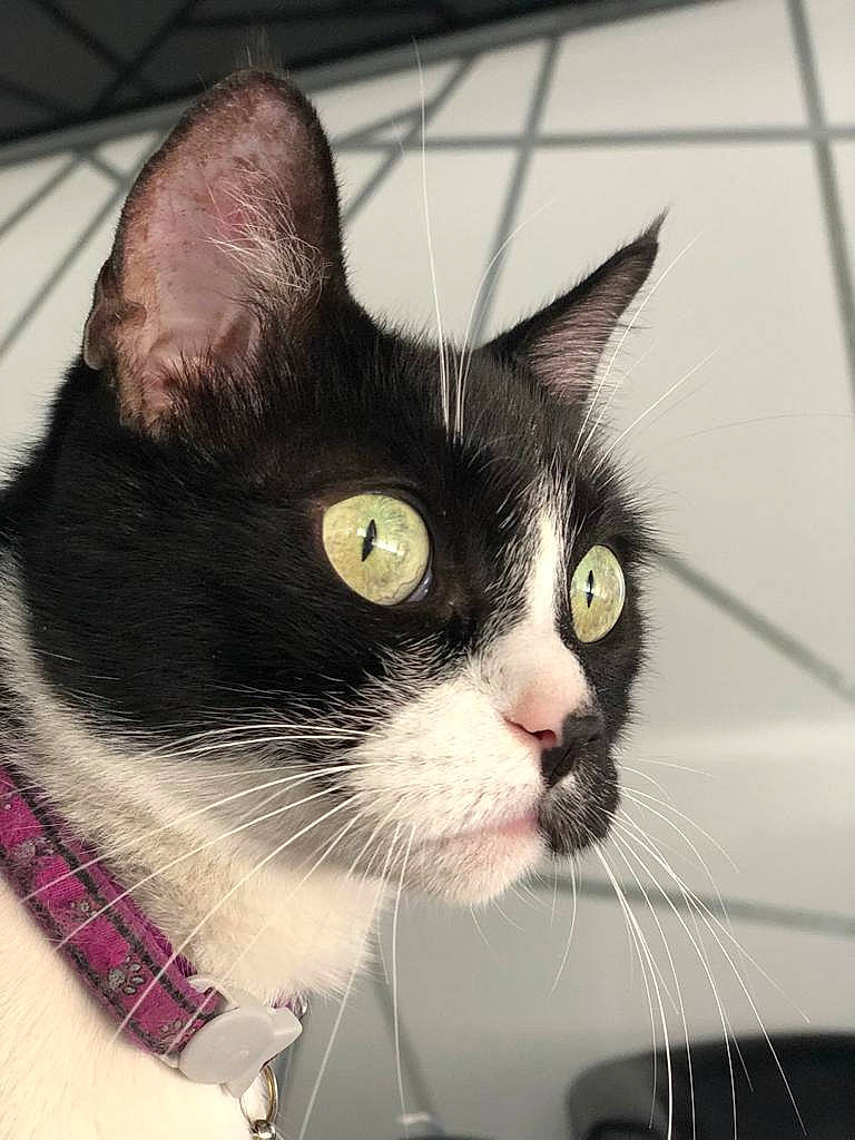 Lalie participe au concours pour gagner de l'argent avec cette photo : carnivore, cat, collar, domestic_short_haired_cat, felidae, fur, pet_supply, small_to_medium_sized_cats, snout, tile, vertebrate, whiskers