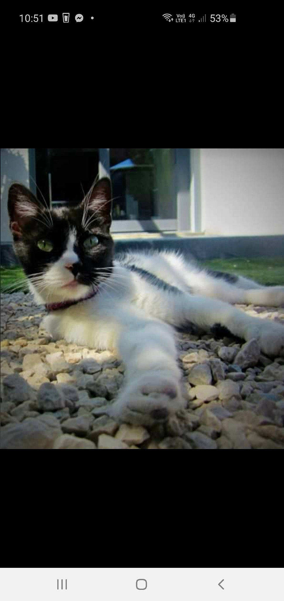 Lalie participe au concours pour gagner de l'argent avec cette photo : carnivore, cat, claw, domestic_short_haired_cat, felidae, fur, paw, pebble, small_to_medium_sized_cats, snapshot, snout, stock_photography, whiskers