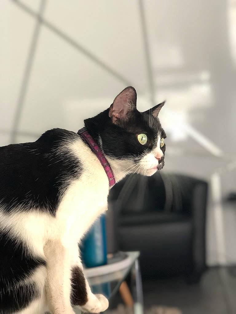 Lalie participe au concours pour gagner de l'argent avec cette photo : carnivore, cat, domestic_short_haired_cat, felidae, fur, mammal, pet_supply, small_to_medium_sized_cats, snout, tail, terrestrial_animal, vertebrate, whiskers