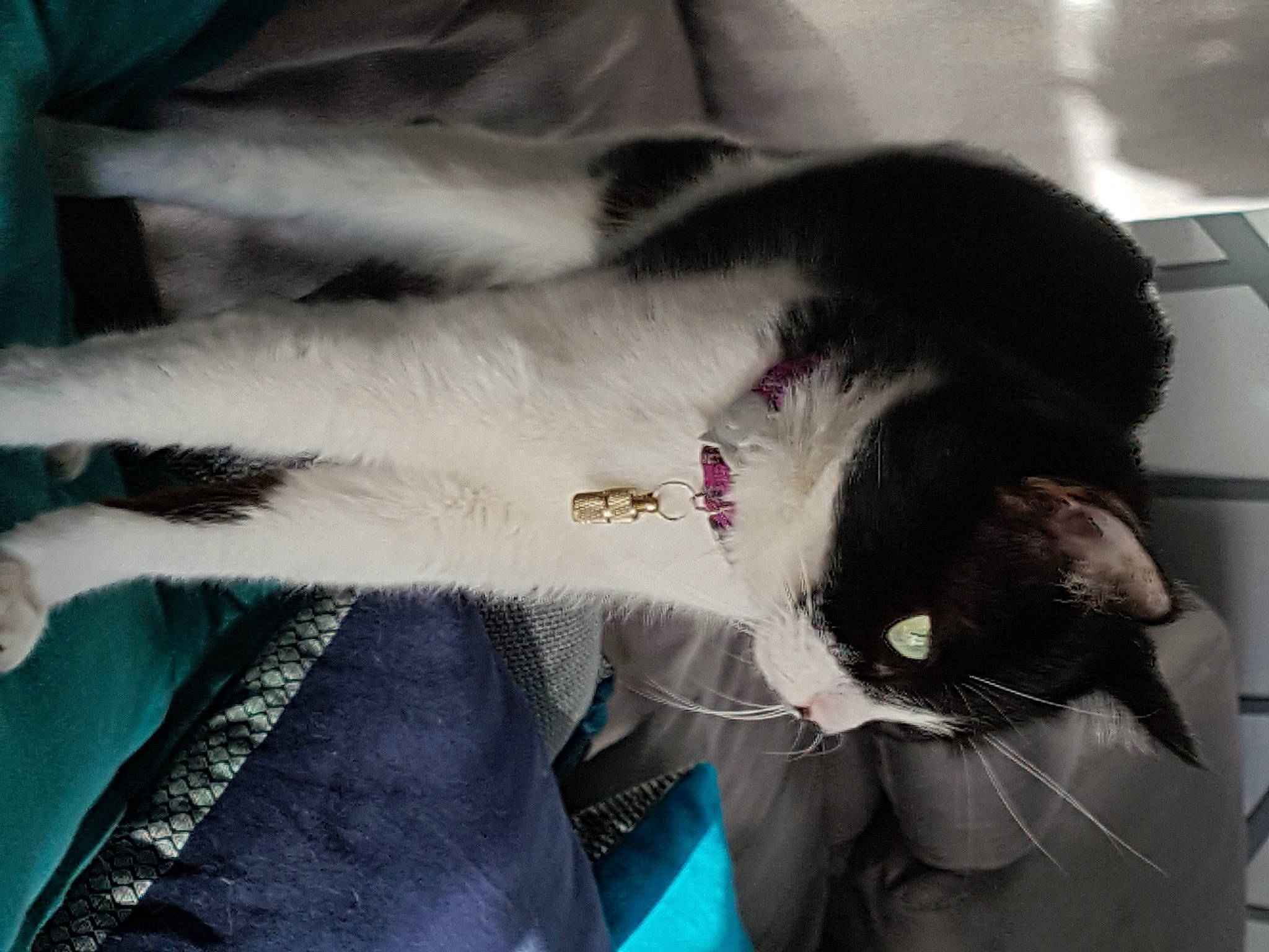 Lalie a rejoint le concours — aidez-le/la à gagner de superbes lots ! carnivore, cat, collar, felidae, fur, paw, small_to_medium_sized_cats, snout, tail, terrestrial_animal, vertebrate, whiskers