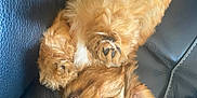 Api participe au concours pour gagner de l'argent avec cette photo : puppy, dog, brown, fur, cute, lying_down, upside_down, paws, leather_couch, pet, animal, sleepy, relaxed, indoor, small_dog, adorable, fluffy, face, ears, nose