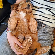 Api a rejoint le concours — aidez-le/la à gagner de superbes lots ! puppy, dog, sleeping, lap, person, striped_sweater, jeans, black_leather_couch, cozy, relaxed, brown_fur, cute, pet, indoor, hand, casual_clothing, resting, animal, furry, small_dog