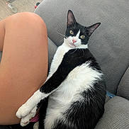 Annie is registered to the contest to win money with this photo: cat, black_and_white, feline, pet, animal, indoor, sofa, couch, relaxing, person, leg, fur, whiskers, yellow_eyes, domestic_cat, resting, closeup, cozy, home, companion