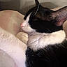 cat, black_and_white, sleeping, cozy, paws, ears, blanket, indoor, feline, fur, resting, closeup, pet, cute, animal, whiskers, soft, relaxing, domestic, calm