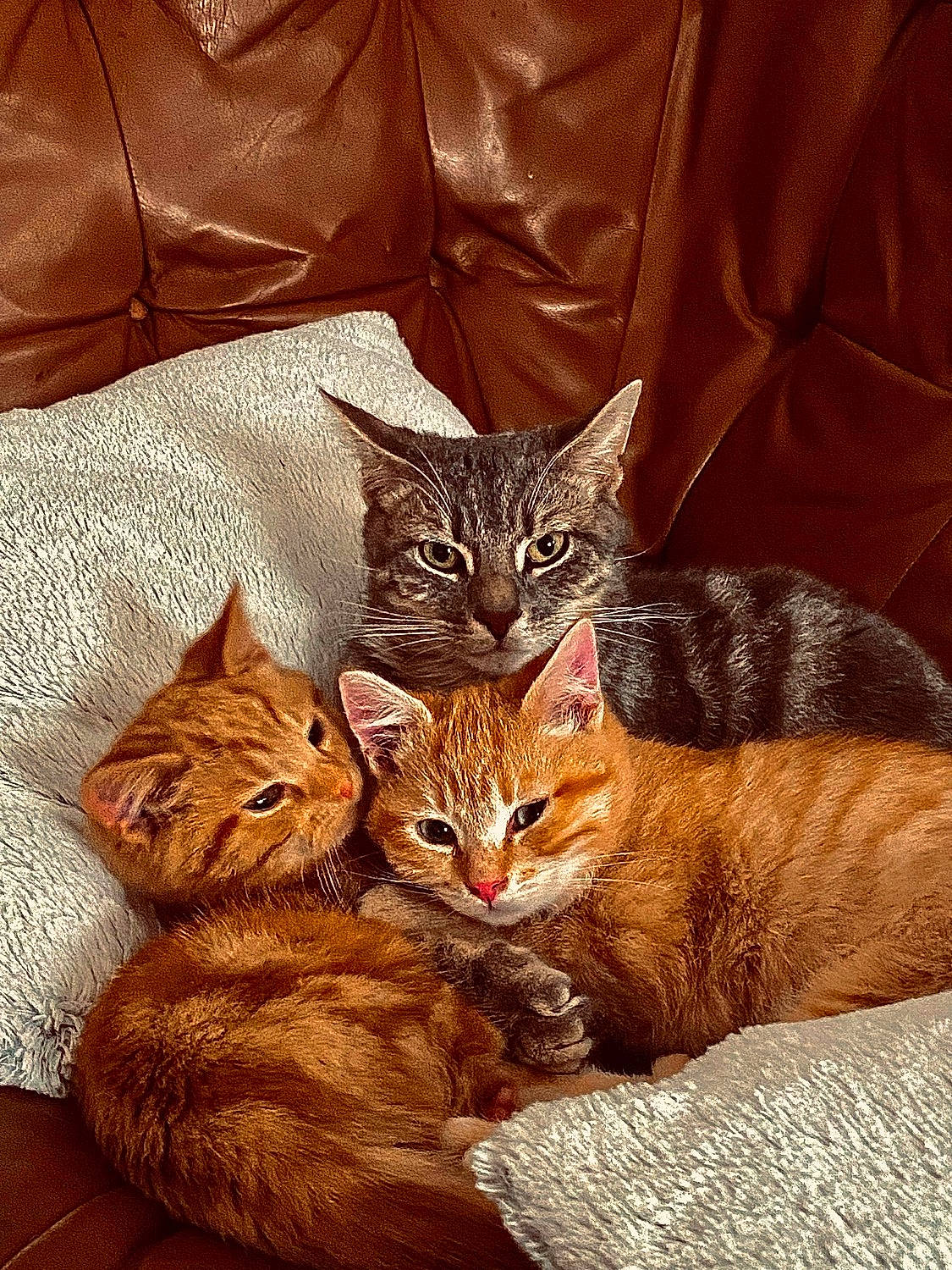 Sylver a rejoint le concours — aidez-le/la à gagner de superbes lots ! brown, carnivore, cat, comfort, domestic_short_haired_cat, fawn, felidae, fur, linens, natural_material, small_to_medium_sized_cats, snout, tail, terrestrial_animal, whiskers, wood