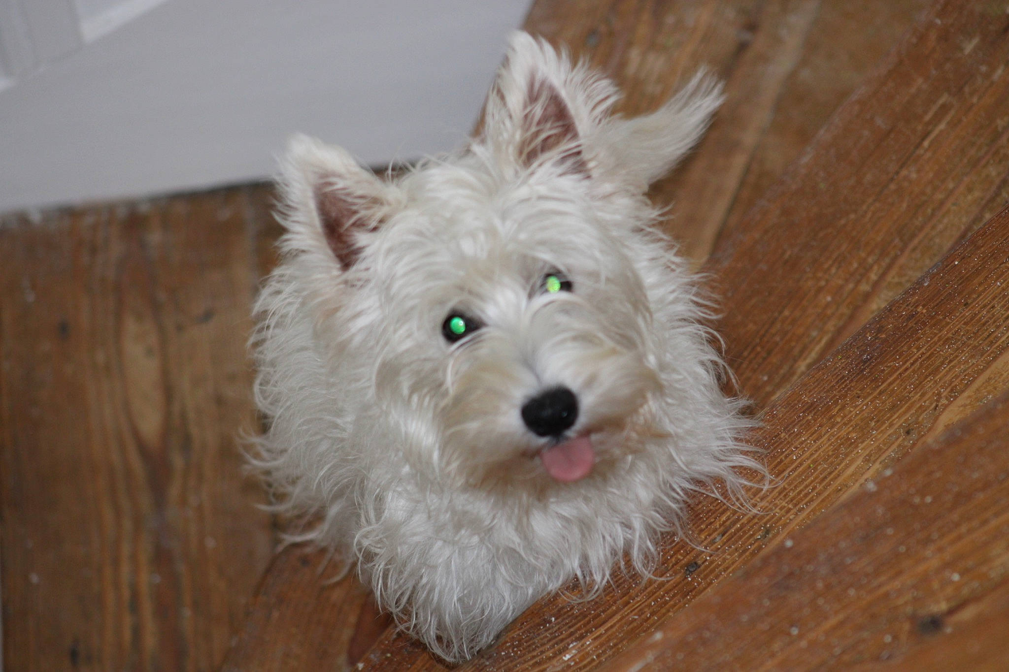 Harou participe au concours pour gagner de l'argent avec cette photo : canidae, carnivore, companion_dog, dog, dog_breed, dog_supply, flooring, fur, hardwood, plank, small_terrier, sporting_group, terrestrial_animal, terrier, toy_dog, varnish, wood, wood_flooring, wood_stain, working_animal