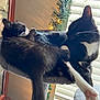 Looney joined the competition — help win amazing prizes! cat, tuxedo_cat, feline, pet, indoor, cat_tree, relaxed, black_and_white, paw, whiskers, window_blinds, garland, lights, cozy, fur, resting, domestic_animal, cute, animal, companionship