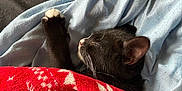 Looney joined the competition — help win amazing prizes! kitten, black_cat, sleeping, paw, blanket, red_blanket, blue_cloth, cozy, indoor, pet, fur, cute, resting, animal, domestic_cat, comfort, soft, relaxation, whiskers, nap