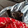 kitten, black_cat, sleeping, paw, blanket, red_blanket, blue_cloth, cozy, indoor, pet, fur, cute, resting, animal, domestic_cat, comfort, soft, relaxation, whiskers, nap