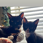 Looney is registered to the contest to win money with this photo: cat, tuxedo_cat, paw, window, blinds, indoor, pets, animal, black_and_white, curious, cute, fur, whiskers, christmas_tree, holiday, relaxed, companion, domestic, feline, closeup
