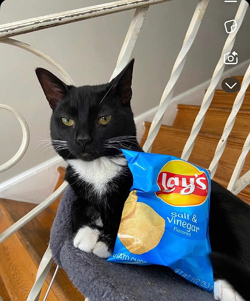 Looney is registered to the contest to win money with this photo: cat, black_and_white_cat, lay's_chips, salt_and_vinegar, snack, stairs, wooden_stairs, white_railings, pet, animal, indoor, resting, feline, whiskers, paws, close_up, household, cozy, perch, unimpressed