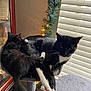 Looney is registered to the contest to win money with this photo: cat, tuxedo_cat, kitten, cat_tree, window, blinds, indoor, pets, feline, black_and_white, playful, cozy, resting, fur, whiskers, paws, tail, home, decor, lighting