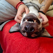 Eir participe au concours pour gagner de l'argent avec cette photo : dog, smiling, upside_down, pet, animal, red_blanket, person, hands, tattoo, fur, nose, teeth, ears, cute, playful, indoor, cozy, resting, friendly, companion