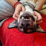 dog, smiling, upside_down, pet, animal, red_blanket, person, hands, tattoo, fur, nose, teeth, ears, cute, playful, indoor, cozy, resting, friendly, companion