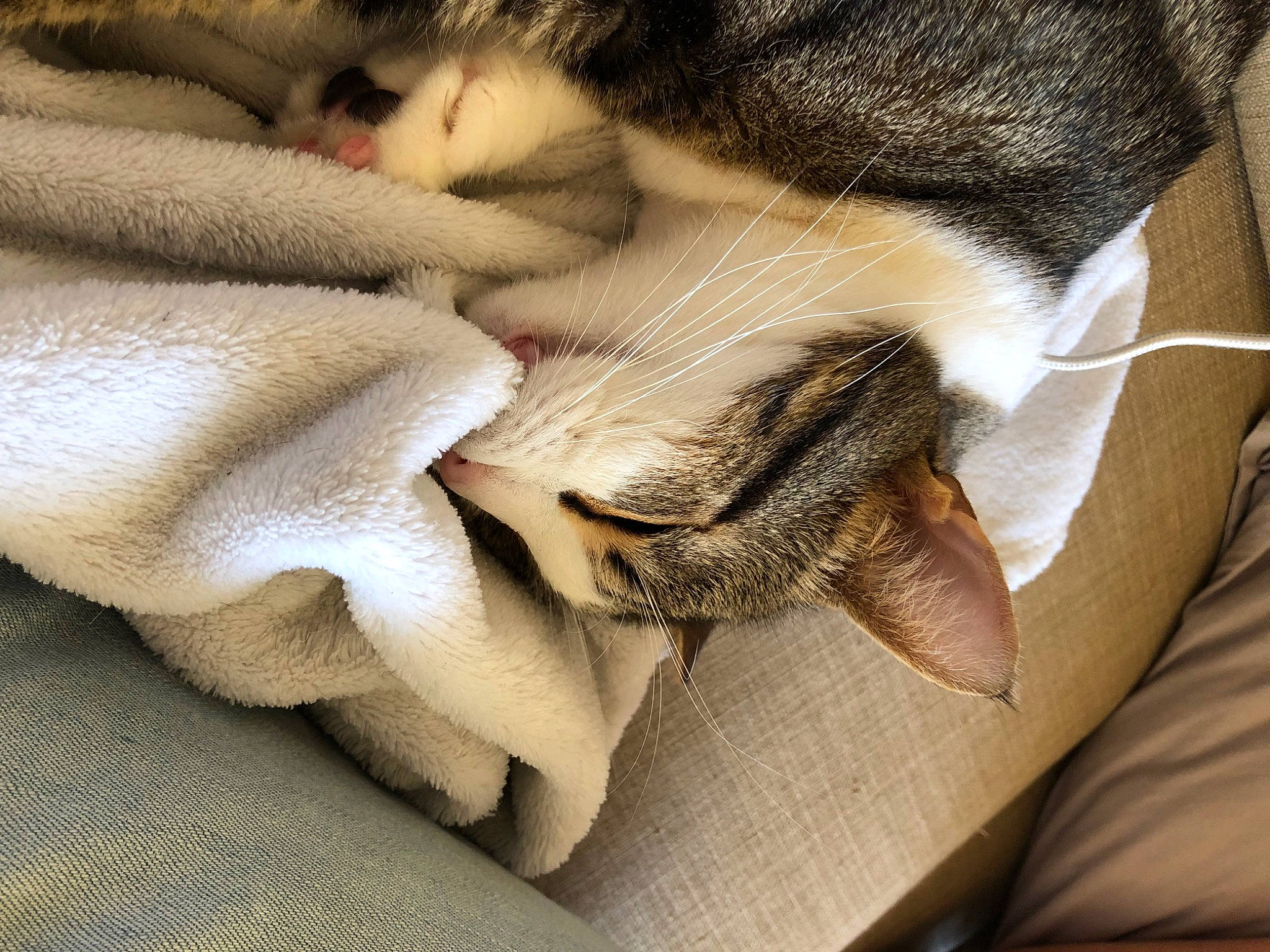 Minou