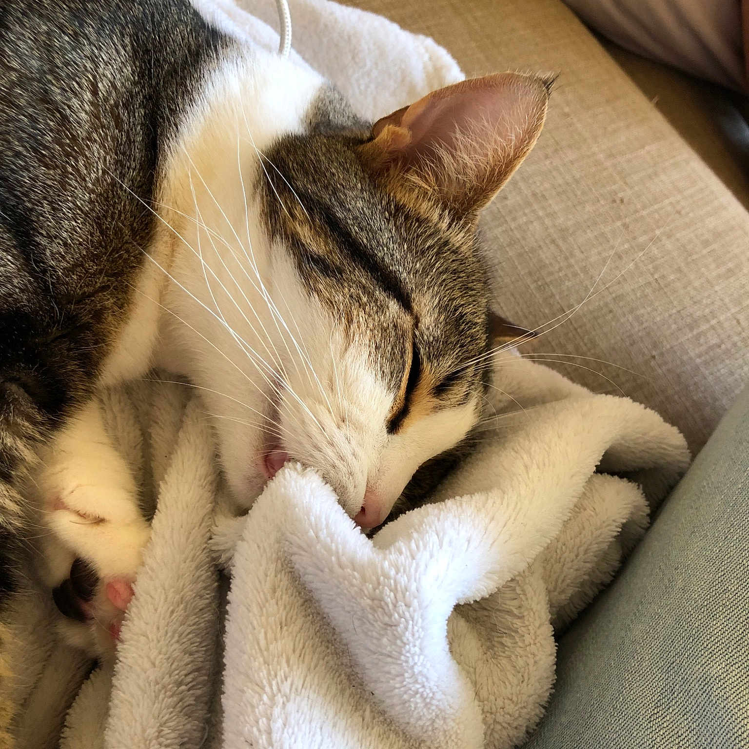 Minou