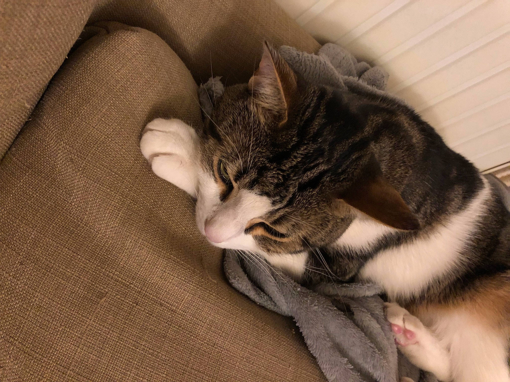 Minou participe au concours pour gagner de l'argent avec cette photo : carnivore, cat, claw, comfort, couch, domestic_short_haired_cat, ear, felidae, fur, grey, human_leg, mammal, paw, sitting, small_to_medium_sized_cats, snout, tail, textile, whiskers, wood