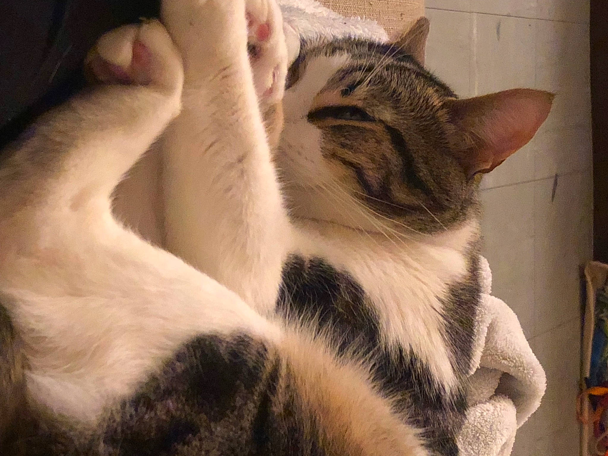 Minou a rejoint le concours — aidez-le/la à gagner de superbes lots ! carnivore, cat, claw, comfort, domestic_short_haired_cat, eye, felidae, fur, human_leg, leg, nail, nap, paw, sitting, sleep, small_to_medium_sized_cats, snout, tail, terrestrial_animal, whiskers