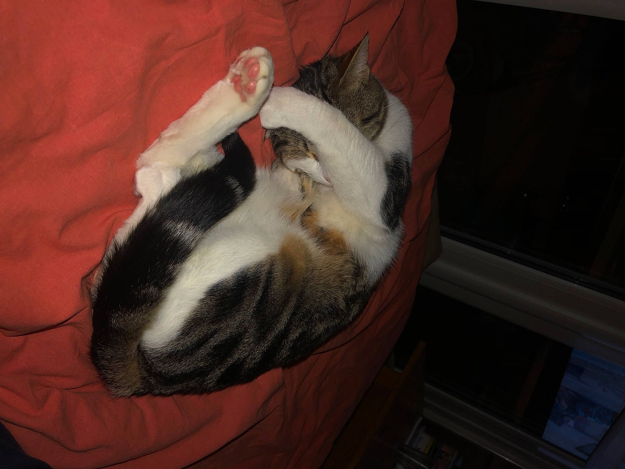 Minou participe au concours pour gagner de l'argent avec cette photo : art, bed, canidae, carnivore, cat, comfort, companion_dog, domestic_short_haired_cat, felidae, fur, hardwood, human_leg, lap, linens, nap, paw, small_to_medium_sized_cats, tail, whiskers, wood