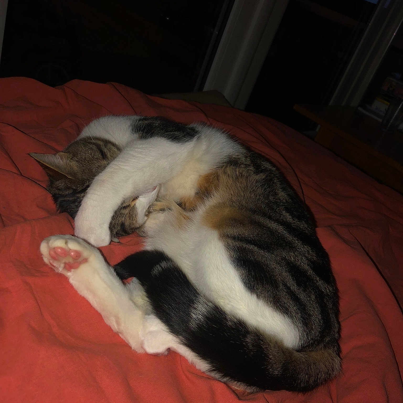 Minou