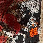 Ryker is registered to the contest to win money with this photo: dog, cage, toy, destruction, stuffing, red_sweater, pet, indoor, floor, mat, play, animal, guilty, brindle, white_paws, chewed_toy, home, confined, mess, looking_up