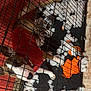 dog, cage, toy, destruction, stuffing, red_sweater, pet, indoor, floor, mat, play, animal, guilty, brindle, white_paws, chewed_toy, home, confined, mess, looking_up