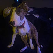 Ryker is registered to the contest to win money with this photo: animal, bed, brown, canine, collar, companion, cute, dark, dog, domestic_animal, friendship, furniture, household, indoor, looking, pet, relaxing, resting, two_animals, white