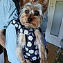 black_harness, casual_clothing, daisies, dog, dog_harness, door, ears, face, floral_pattern, fur, furniture, holding, home, indoor, light_blue_shirt, person, pet, small_dog, wood_floor, yorkshire_terrier