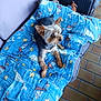 animal, blanket, blue_blanket, boats, brick_floor, chair, comfortable, cushion, cute, dog, ears, floor, fur, home, looking_up, outdoor, pet, resting, small_dog, stars