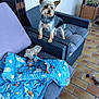 animal, ball, blanket, blue_blanket, comfort, cushion, dog, furniture, home, indoor, pet, plant, plush_toy, relaxation, rope_toy, small_dog, star_pattern, tile_floor, toy, wicker_chair