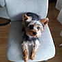 animal, black, blurry, brown, chair, companion, curious, cute, dog, domestic, ears, front_paws, fur, furniture, indoor, looking_up, pet, small_dog, wooden_floor, yorkshire_terrier