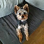 animal, canine, companion, couch, cozy, cute, dog, domestic_animal, ears, fur, furniture, indoor, living_room, looking_up, pet, resting, small_dog, soft_pillow, wooden_floor, yorkshire_terrier