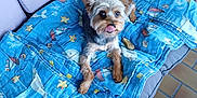 Ulrich a rejoint le concours — aidez-le/la à gagner de superbes lots ! animal, blue_quilt, comfortable, couch, cozy, cute, dog, ears, face, floor, fur, indoor, pet, playful, quilt, resting, small_dog, tile_floor, tongue_out, wicker_chair