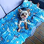 animal, blue_quilt, comfortable, couch, cozy, cute, dog, ears, face, floor, fur, indoor, pet, playful, quilt, resting, small_dog, tile_floor, tongue_out, wicker_chair