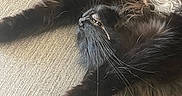 Jill joined the competition — help win amazing prizes! animal, beige, black_cat, cat, closeup, cozy, cute, domestic, fangs, feline, fur, indoor, mammal, paw, pet, relaxed, sleeping, stretching, texture, whiskers