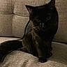 black_cat, cat, pet, animal, feline, indoor, couch, furniture, texture, shadows, eyes, sitting, dark_fur, curious, closeup, domestic_animal, home, cozy, quiet, resting