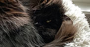 Jill is registered to the contest to win money with this photo: cat, fur, pet, animal, sleeping, cozy, bed, window, indoor, fluffy, closeup, resting, black, brown, whiskers, eye, soft, texture, curled, relaxed